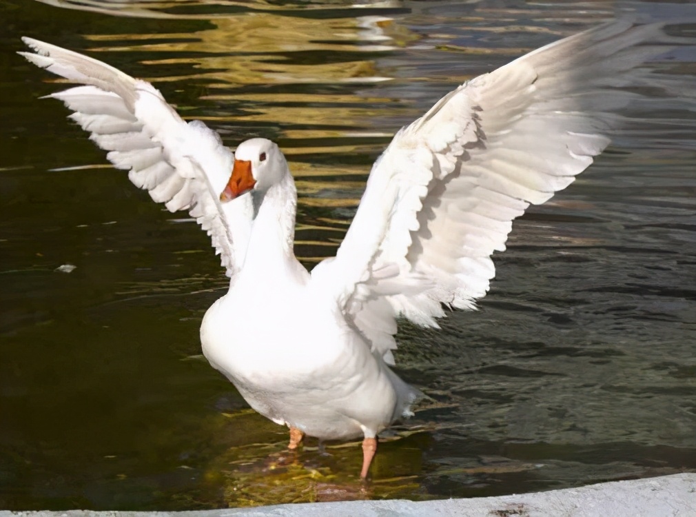 为啥有鹅的地方没有蛇,鹅的粪便能驱赶蛇是真的吗