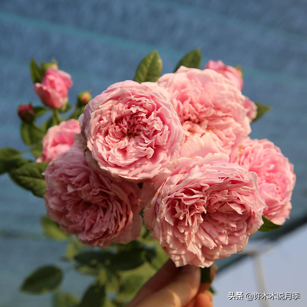 十大浓香切花月季,好看好养的月季品种推荐