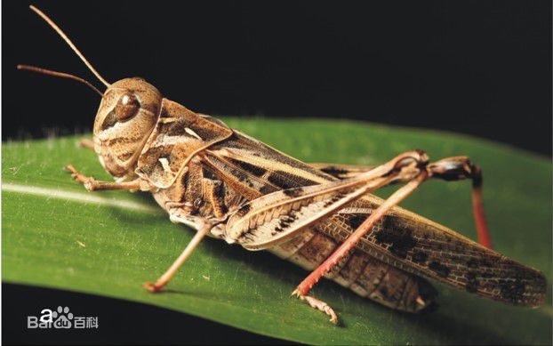 蝗虫如何形成蝗灾,蝗虫爆发是什么原因造成的