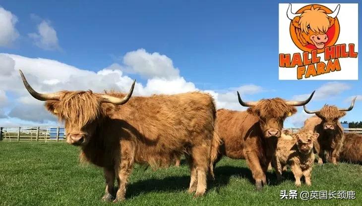 羊驼治愈案例,动物治愈焦虑