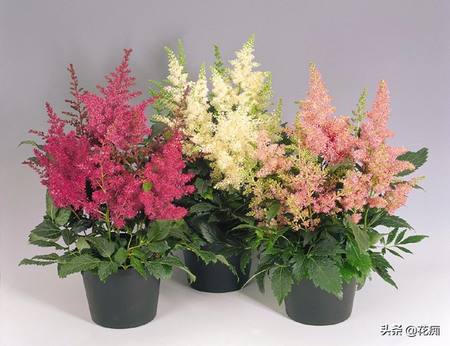 网红黑紫色叶子盆栽,落新妇银星盆栽