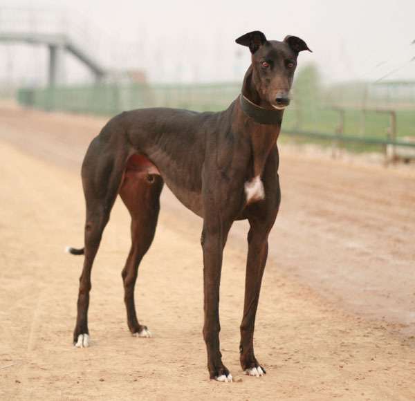 新疆发现名贵品种狗,世界上最好看的10种狗动物