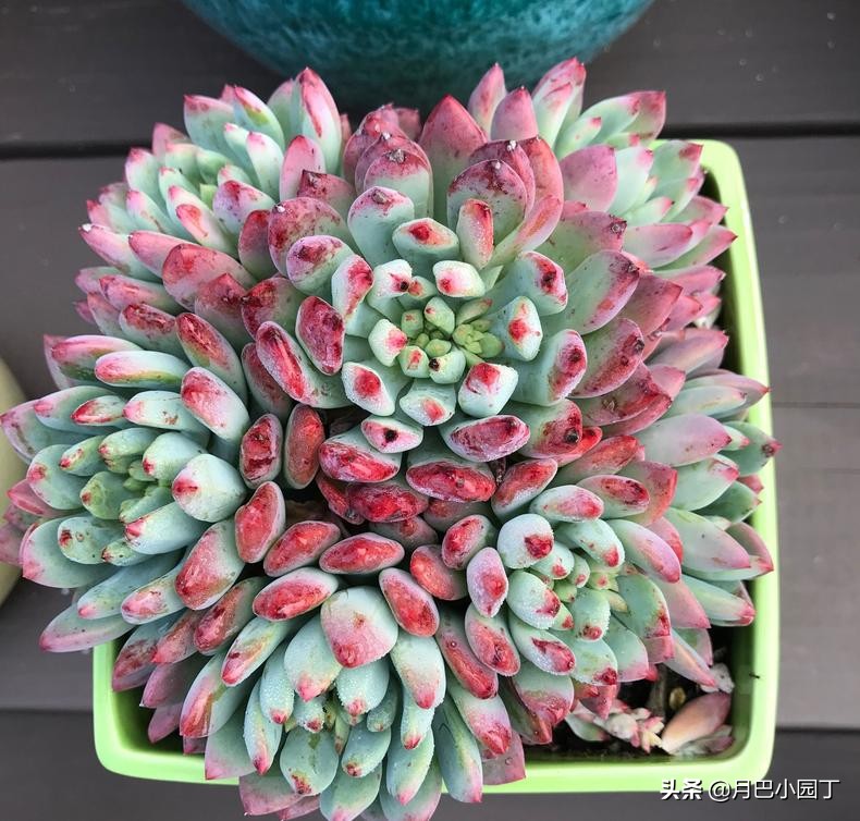 多肉怎么养不长高只长胖,多肉总是长不大爱蔫怎么办