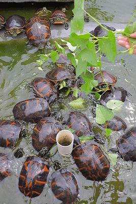 真正有龟的龟苓膏,龟苓膏新发现
