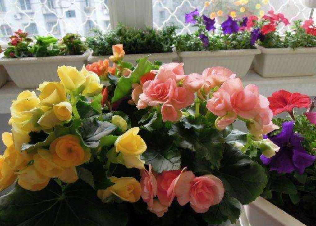 家居养花首选丽格海棠，花期长，花色艳，还有“小玫瑰”的美称