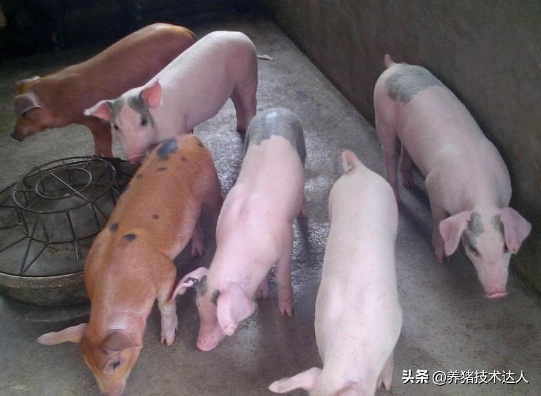 保育小猪拉稀咳嗽怎么办,保育小猪咳嗽用什么药治疗