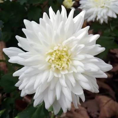 母亲的忌日是自己的生日,母亲的忌日感言