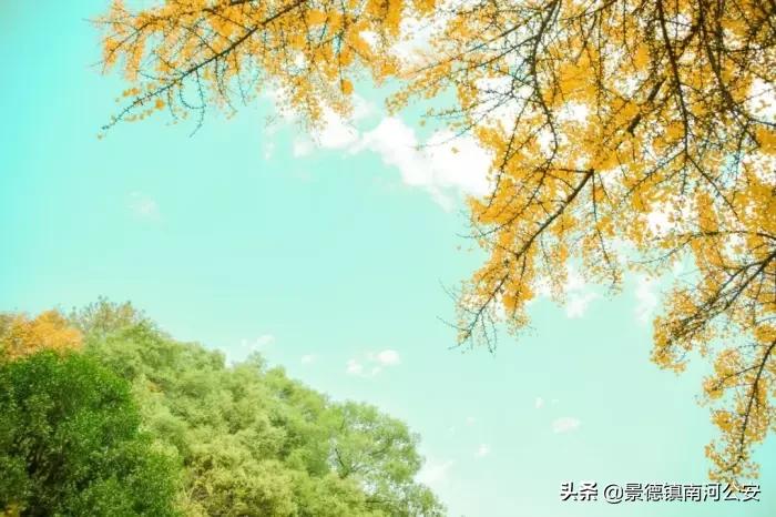 诗词人生的经典句子,若把岁月开成花人生何处不芬芳