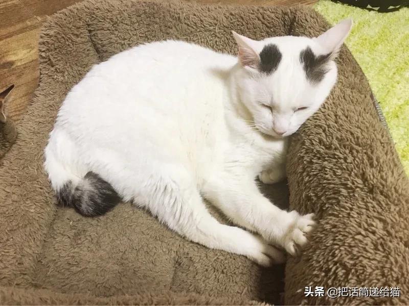 当小猫咪遇上大型犬,当小猫咪遇到大狗狗真是太温馨了