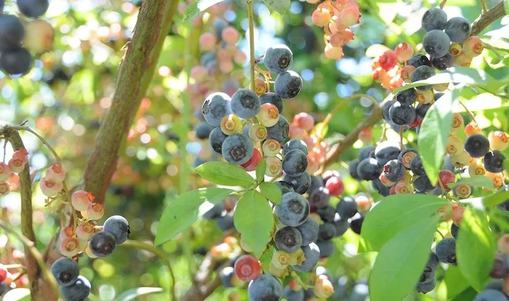 日本母亲农场项目,日本一个亲子农场年赚3亿