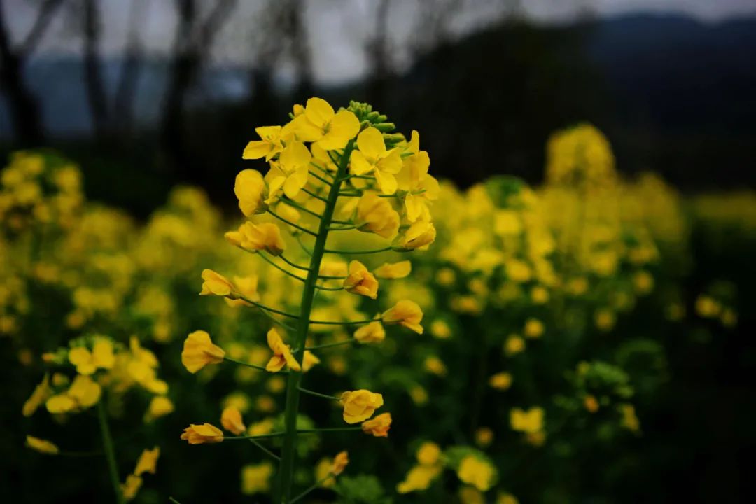 一首春歌原唱完整版,关于春歌的诗词