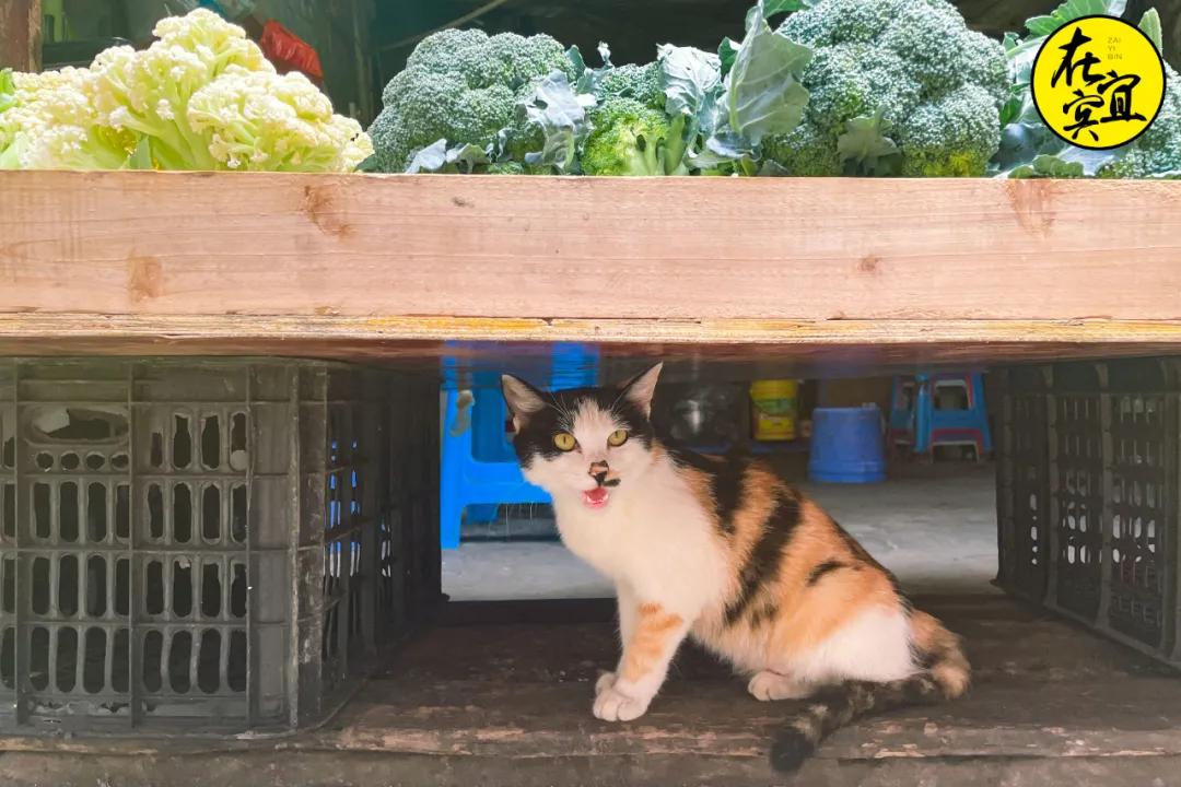 川南小吃之最宜宾燃面,宜宾燃面最好吃的一家