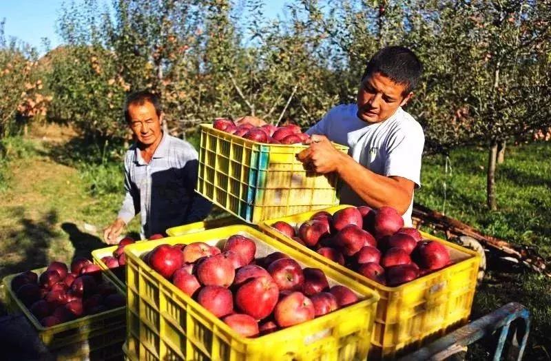礼县红心苹果,甘肃礼县苹果丰收