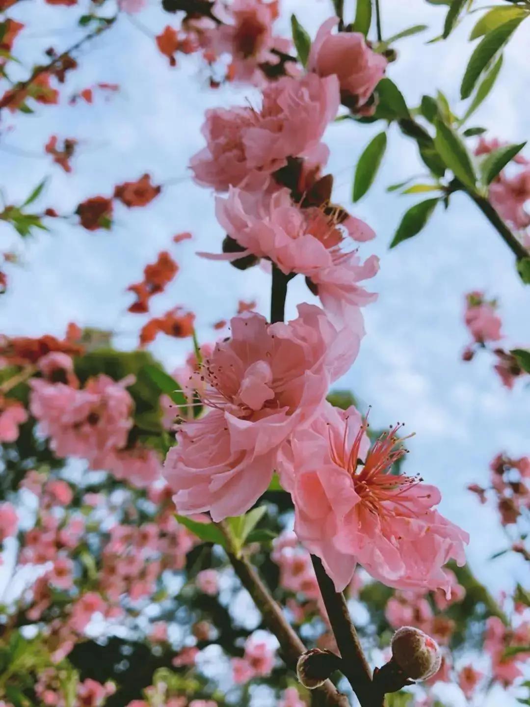 广州现在花开的季节,广州现在什么花开了