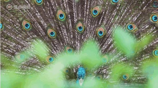 人类进化背后的万年相亲博弈：我们的祖先也爱酷哥