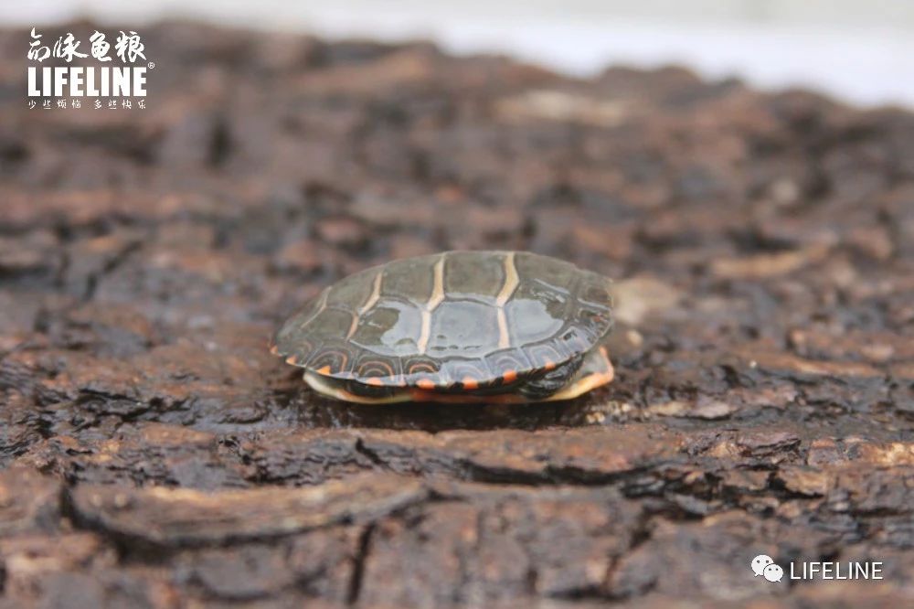 东部锦龟智商排名,红腹东部锦龟