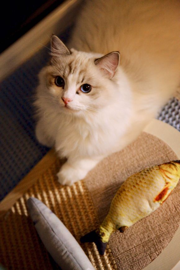 想买个1万左右的猫,想买只布偶猫