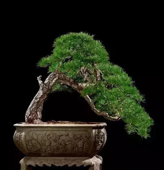 天价名贵药材,最贵的植物排行榜前十名