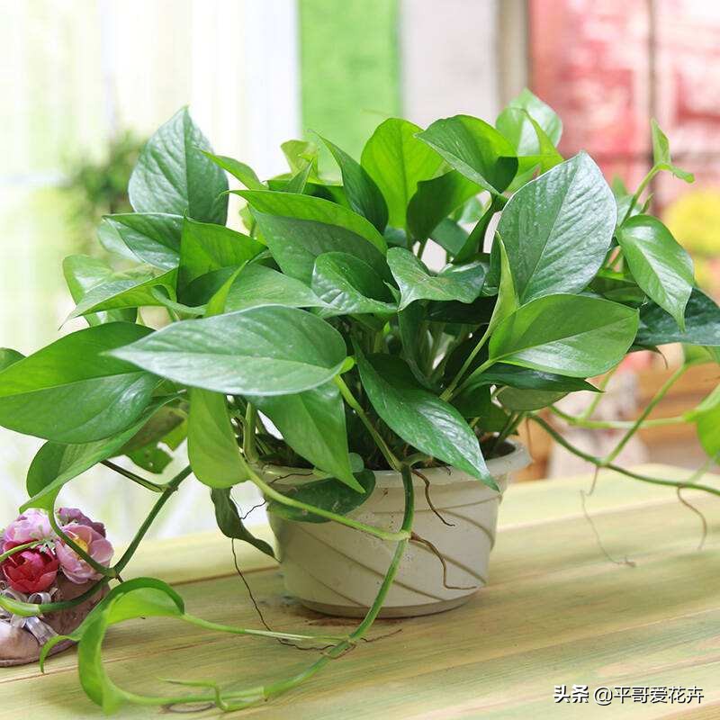 绿萝叶片发黄应该怎么治,绿萝叶片发黄是怎么回事儿