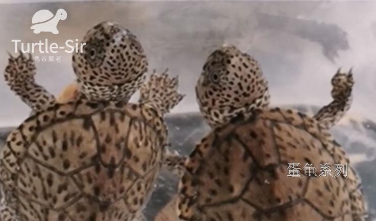 巨头蛋龟苗饲养环境怎么布置,巨头蛋龟最佳饲养方法