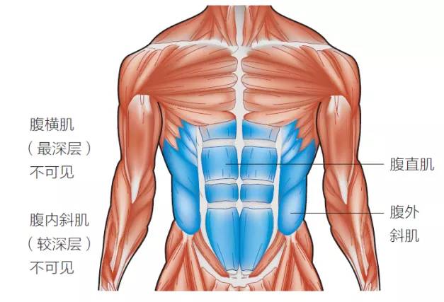 腹肌不对称是什么意思,腹肌显示不明显怎么办