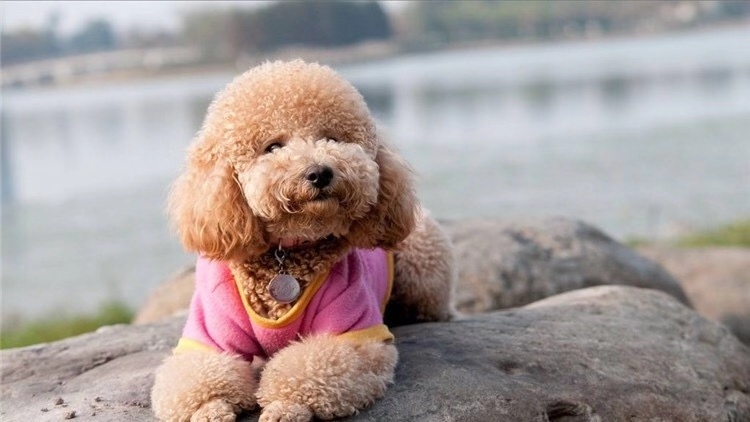 狗狗发际线后移咋办？不做对这4点就惨了