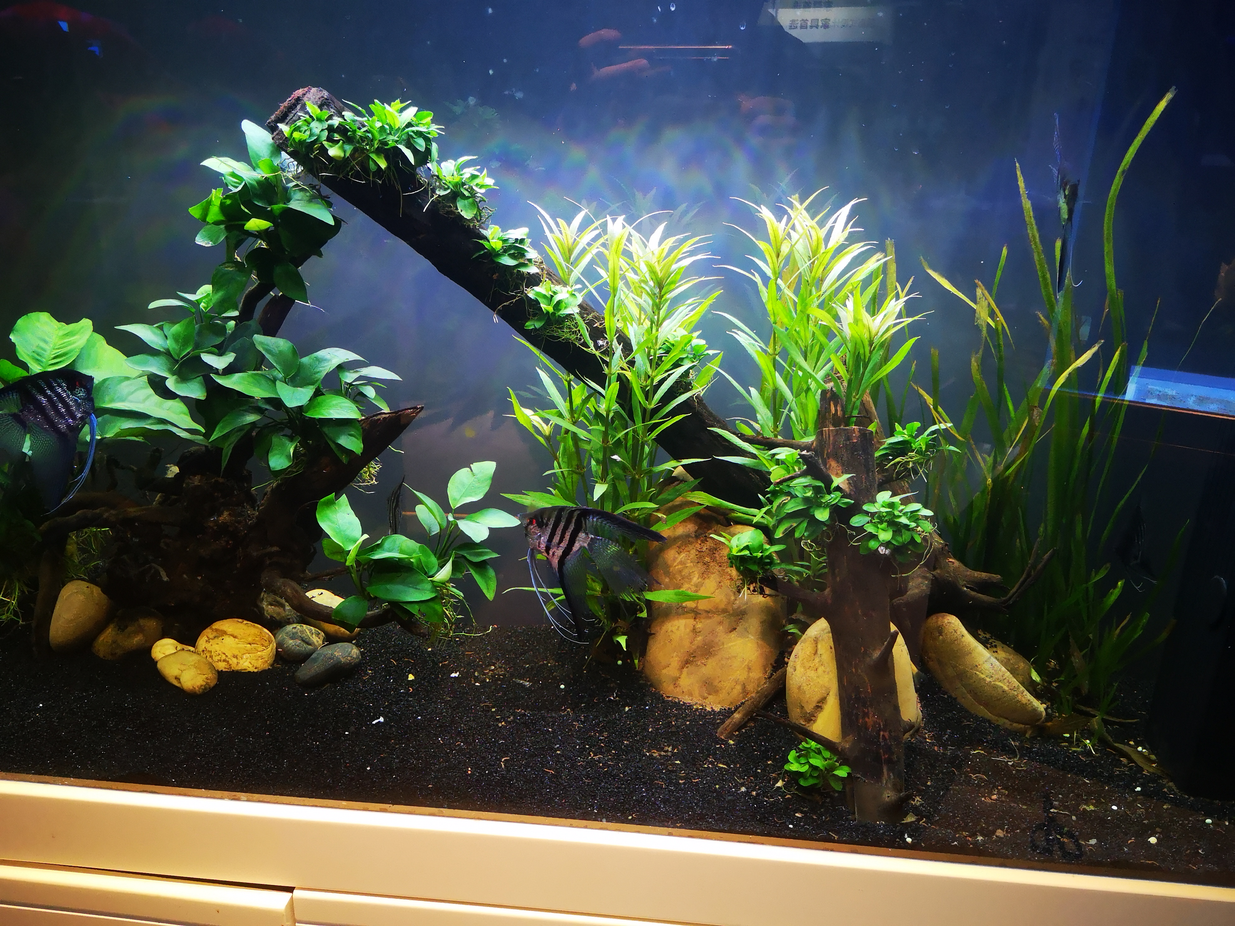 鱼缸养什么鱼不用经常换水,养热带鱼不进行水循环