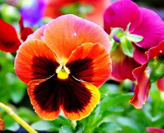 三色堇是一种花吗,鬼脸花三色堇