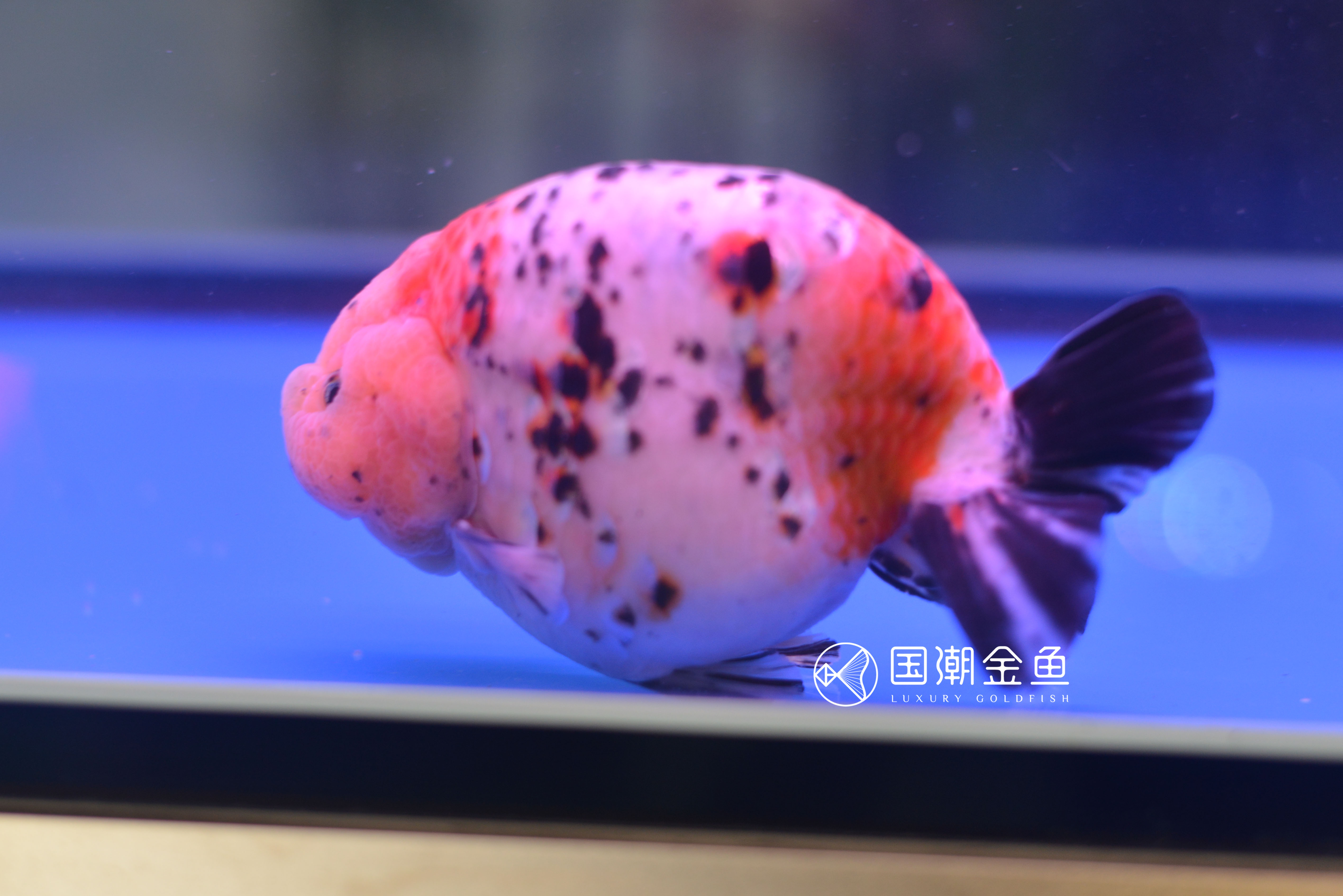 家养金鱼怎么死亡率少,自家养鱼金鱼好养吗