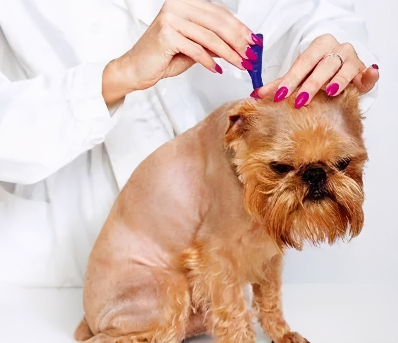 人狗寄生虫,狗狗得寄生虫病去医院治要多少钱