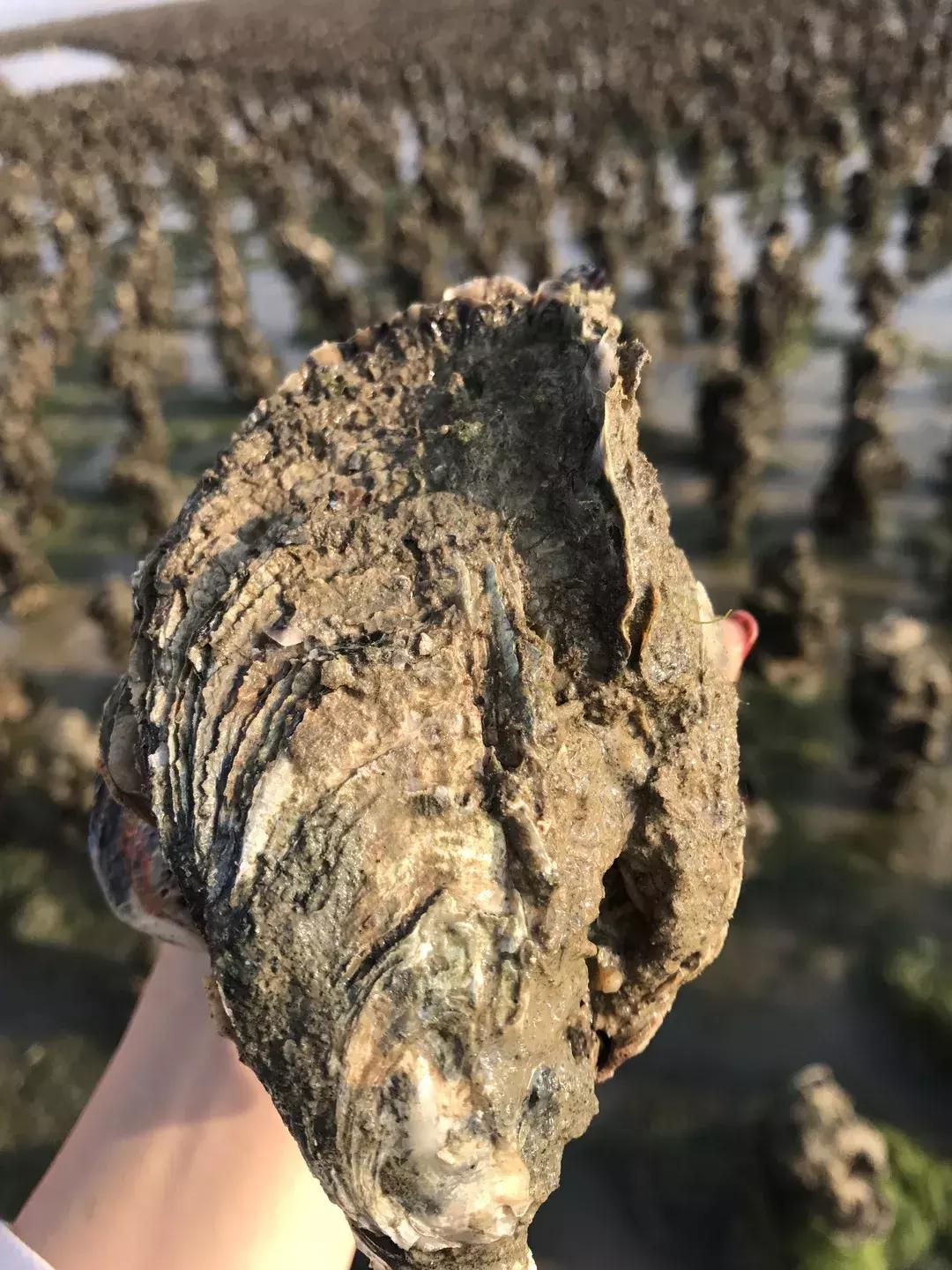 广西有哪些淘宝村,广西五个淘宝村