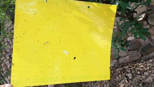 毒韭菜如何识别,毒韭菜难防视频