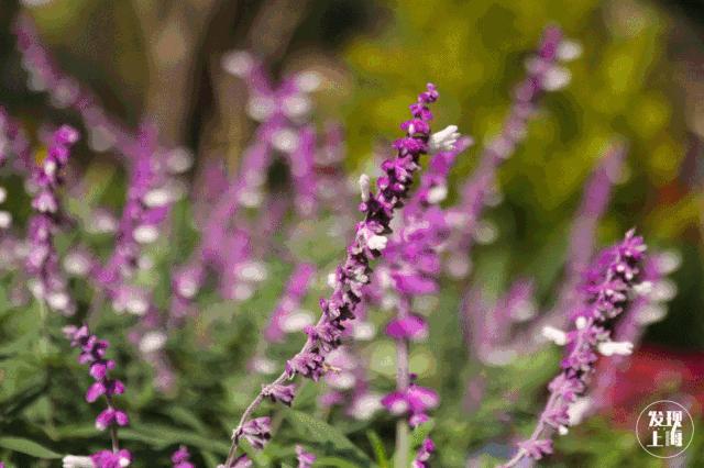 生日当天上海免费景点,上海网红打卡地点景点免费