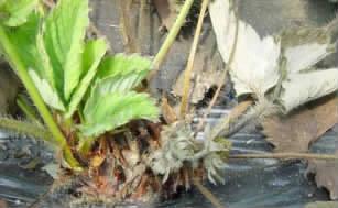 草莓芽尖枯了是不是烧苗了,草莓芽枯病用什么药