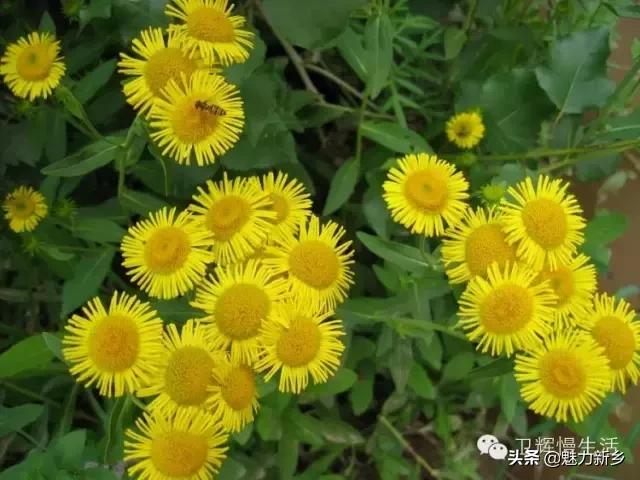 新乡故事：你是不是傻傻地把这些花都叫做野菊花？