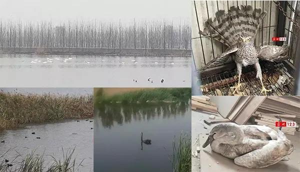 霸州益津八景是哪八景,霸州益津古韵