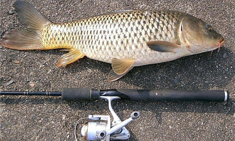 鱼护怎么防止老化,好一点的鱼护有必要吗