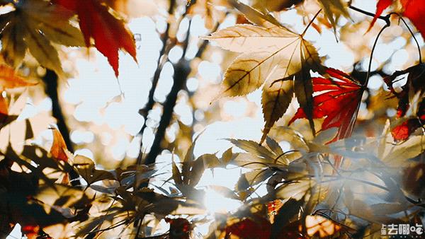 立秋，立秋！这43件事，上海人必须要去做