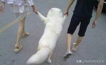 过程堪比电影！*子骗**作案后人间蒸发，厦门警察竟靠刷抖音找到其女友和狗