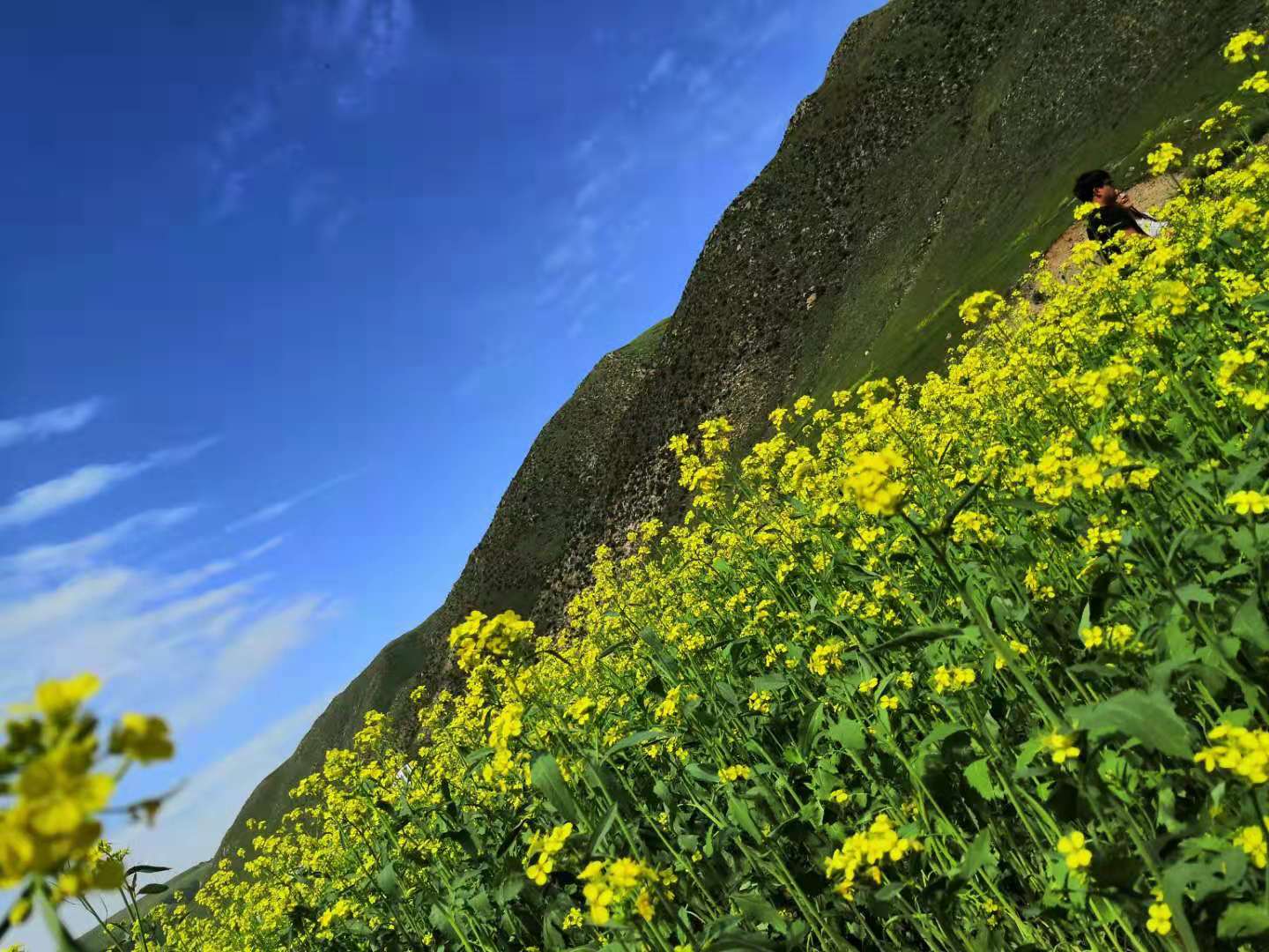 内蒙黄花沟草原游记,黄花沟草原介绍