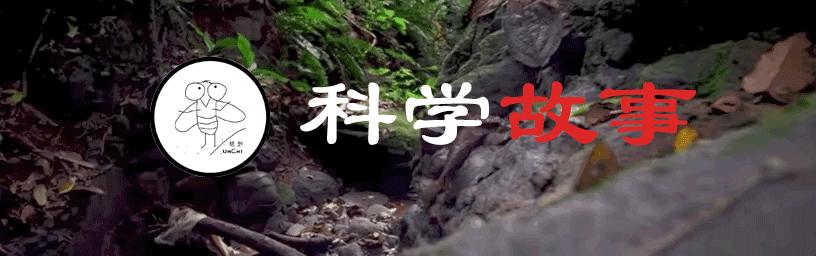 大脑前叶切除术治疗精神病,精神病恐怖案例