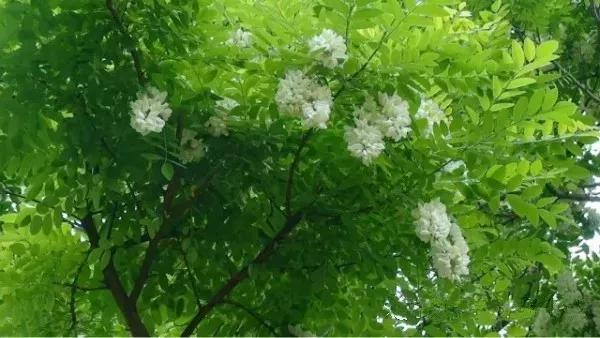 金秋时节一起游览香山,五一香山赏花