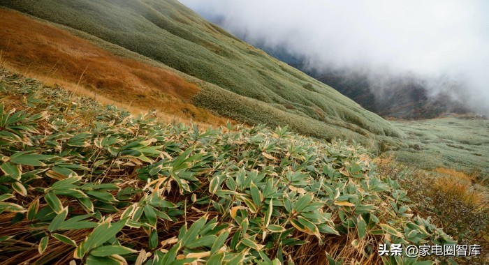 苏宁京东天猫家电,京东跟苏宁合作