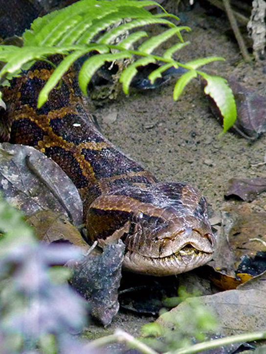 人类如果被蟒蛇活着吞进肚子里,用一把*首匕**能不能自救?