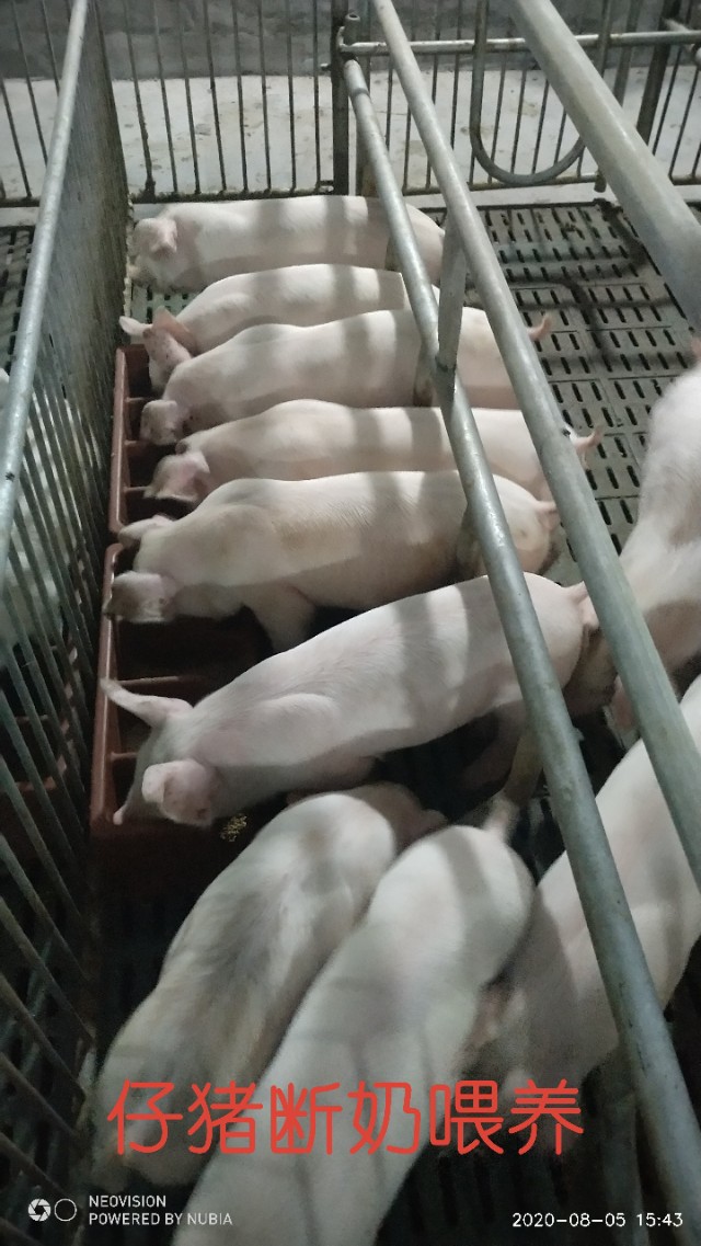 母猪产道有炎症怎么治疗,怀孕母猪有产道炎怎么办