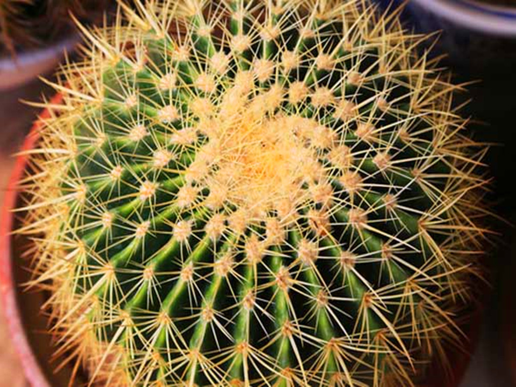 仙人球烂根怎么办？只需几步让它恢复生长，以后也不烂了