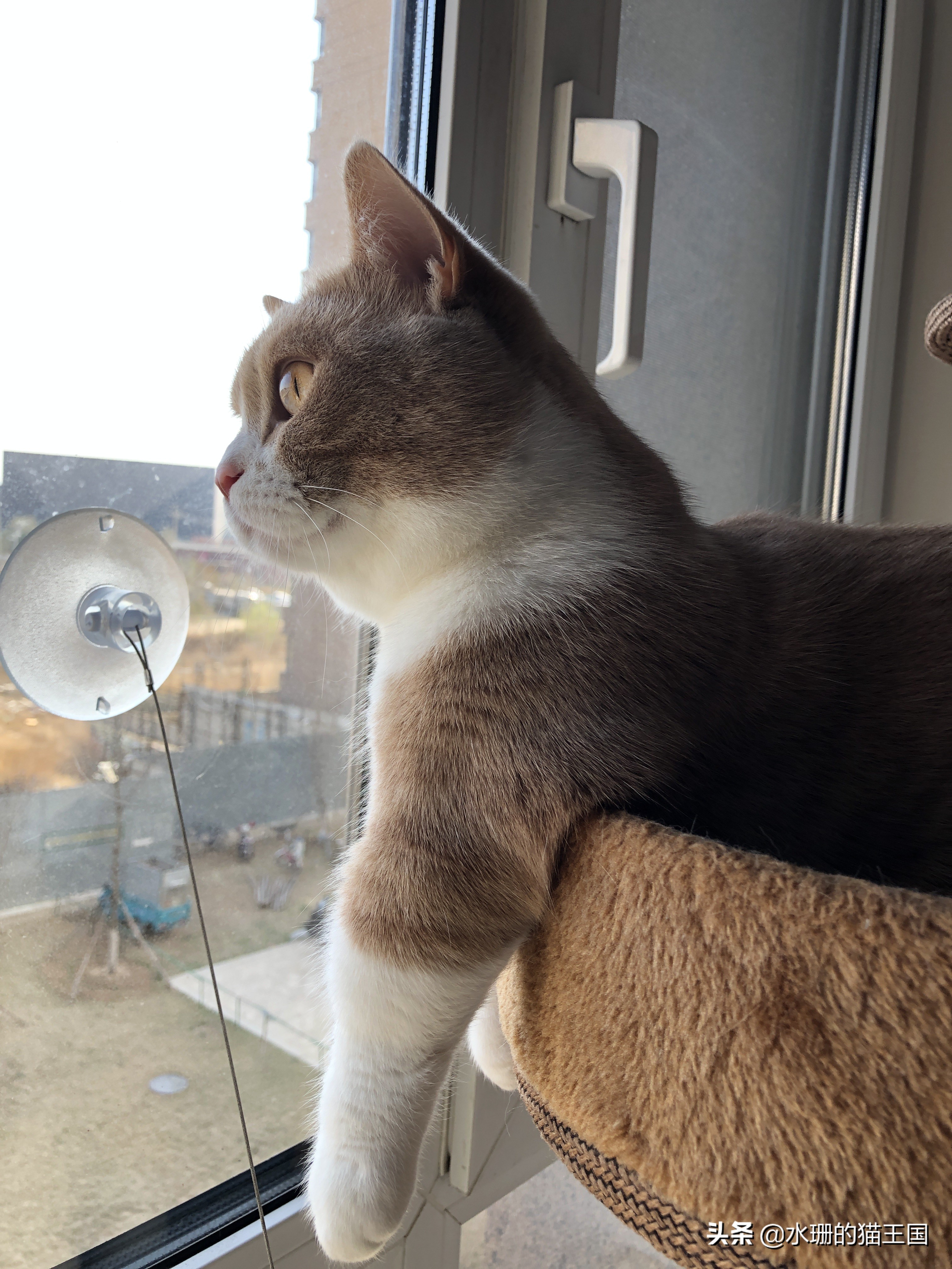 猫后腿有点瘸一碰就疼没有外伤,猫腿瘸了怎么判断骨折