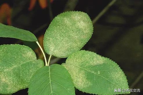 怎样防花红蜘蛛,怎样避免红蜘蛛