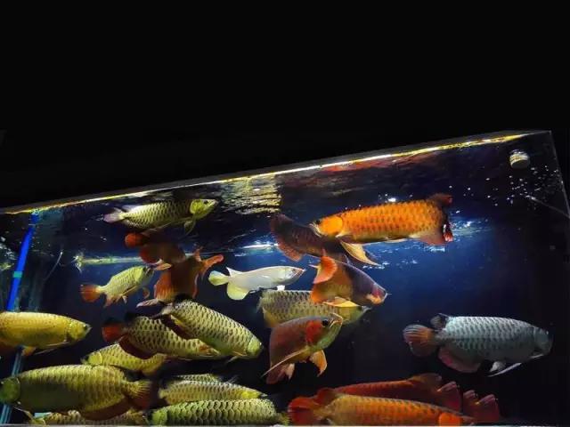 观赏鱼寄生虫杀虫药,观赏鱼杀虫药能随便下吗