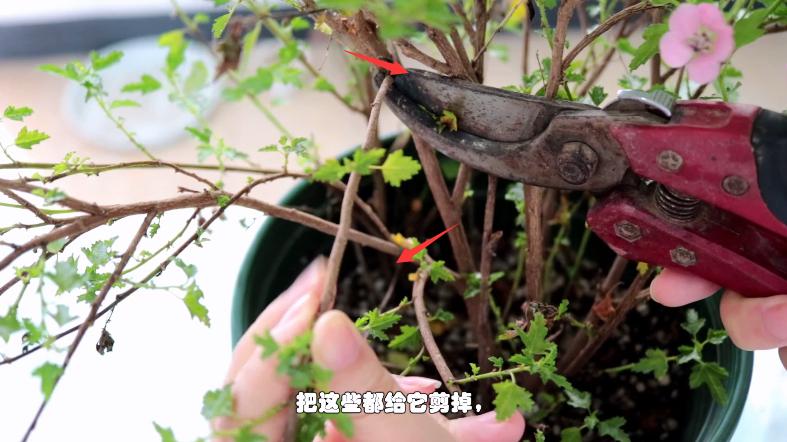 小木槿木质化严重有枯枝,小木槿黄叶是什么原因